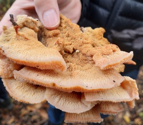 Tripe fungus in Adel Woods on a fungal foray with Steve Joul and Friends of Adel Woods on 26th October 2025