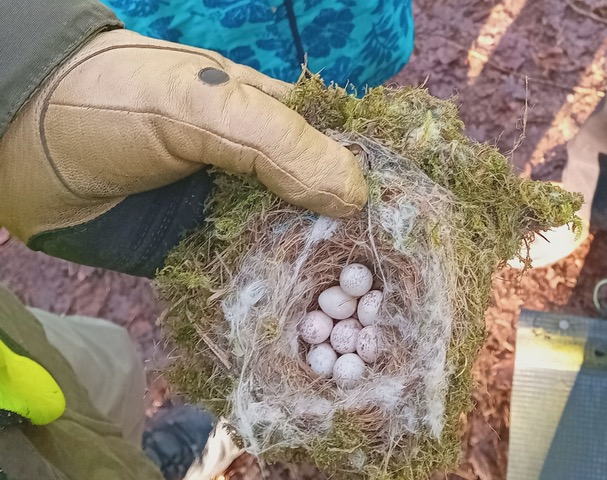 Friends of Adel Woods and a photograph of a tit nest with unhatched eggs in January 2024