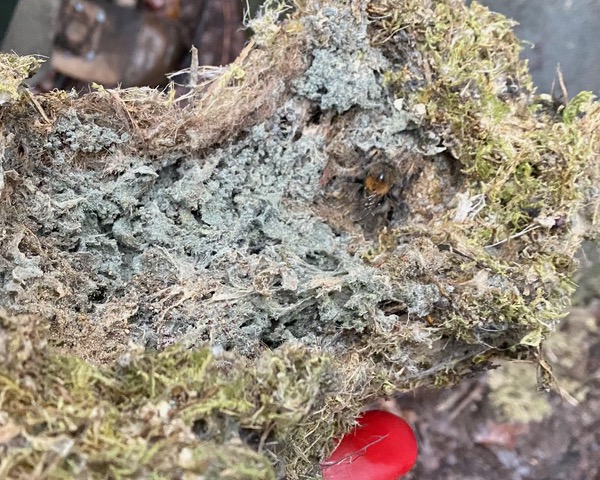 Friends of Adel Woods surveying nest boxes on 25th January 2026. A nest box containing a tree bumblebee nest.
