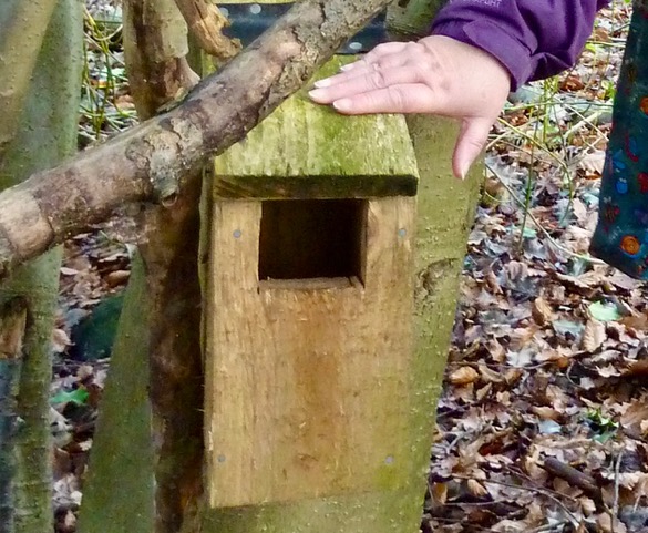 Friends of Adel Woods and a robin box in Adel Woods