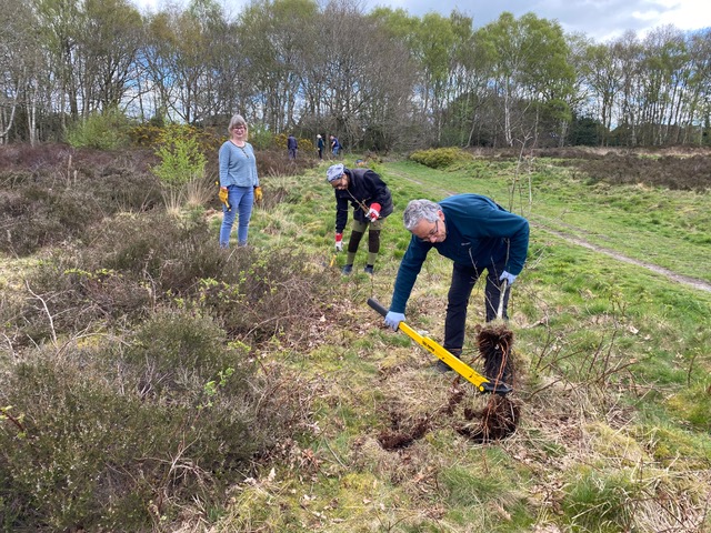 Friends of Adel Woods working on Adel Moor on the 19th April 2026