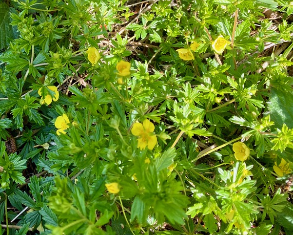 Tormentil (potentilla erecta) on Adel Bog on Saturday 16th May 2026