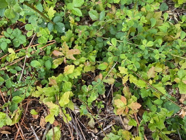 Oak seedlings on Adel Bog on Saturday the 16th May 2026