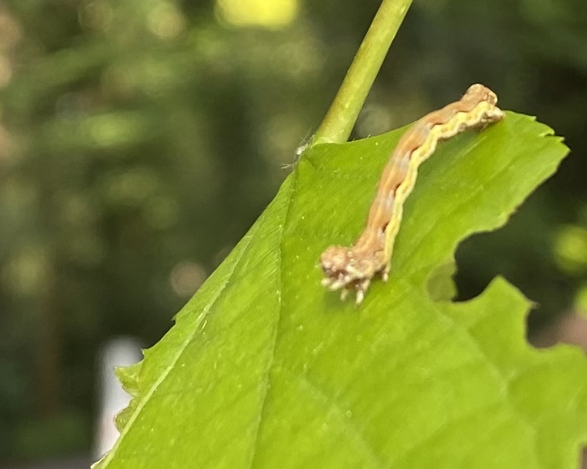 A geometric caterpillar or "inchworm" in Adel Woods on 17th May 2026