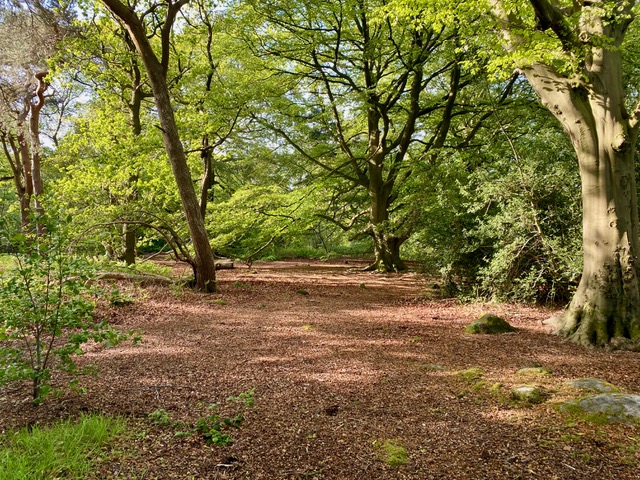 Friends of Adel Woods: the beech woods in Adel Woods on Sunday the 17th May 2026