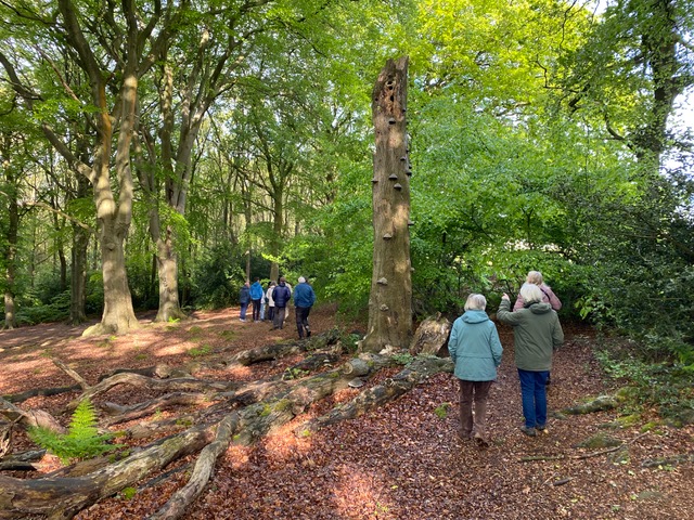 A birdsong walk with Friends of Adel Woods on Sunday the 17th May 2026