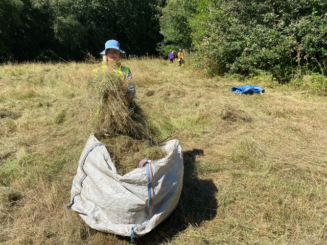 Friends of Adel Woods working on the orchid meadow in Adel Woods on the 8th August 2026